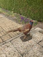 faisan farci, Collections, Enlèvement, Utilisé, Oiseaux, Animal empaillé