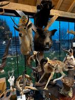 Te koop opgezette jacht trofee, Ophalen