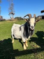 Dekbok, Mâle, Chèvre, 3 à 5 ans