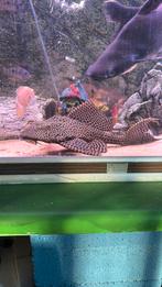 Pleco’s te koop, Dieren en Toebehoren