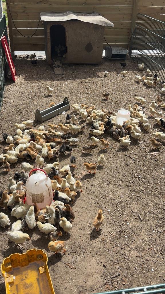 Kuikens te koop, Dieren en Toebehoren, Pluimvee, Kip, Geslacht onbekend