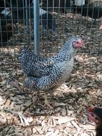 koekoekskleuringe legkippen, Poule ou poulet