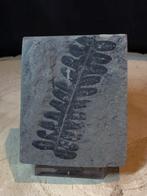 Fougère fossile Alethopteris – 300 millions d’années, Collections, Enlèvement ou Envoi, Fossile