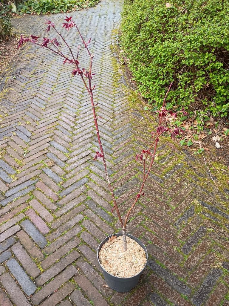 Rode japanse esdoorn in pot, Ophalen