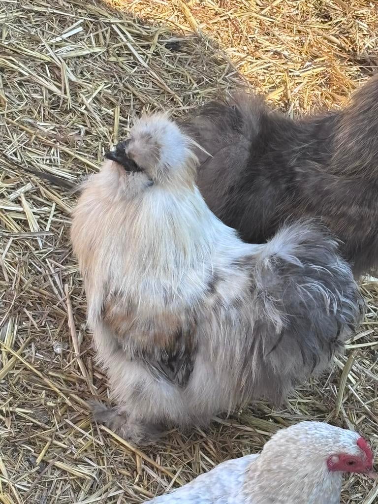 Haantjes ZIJDEHOENDER splash