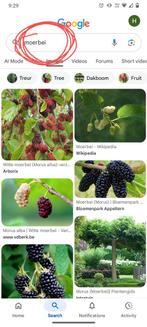 Recherché : mûrier, Enlèvement