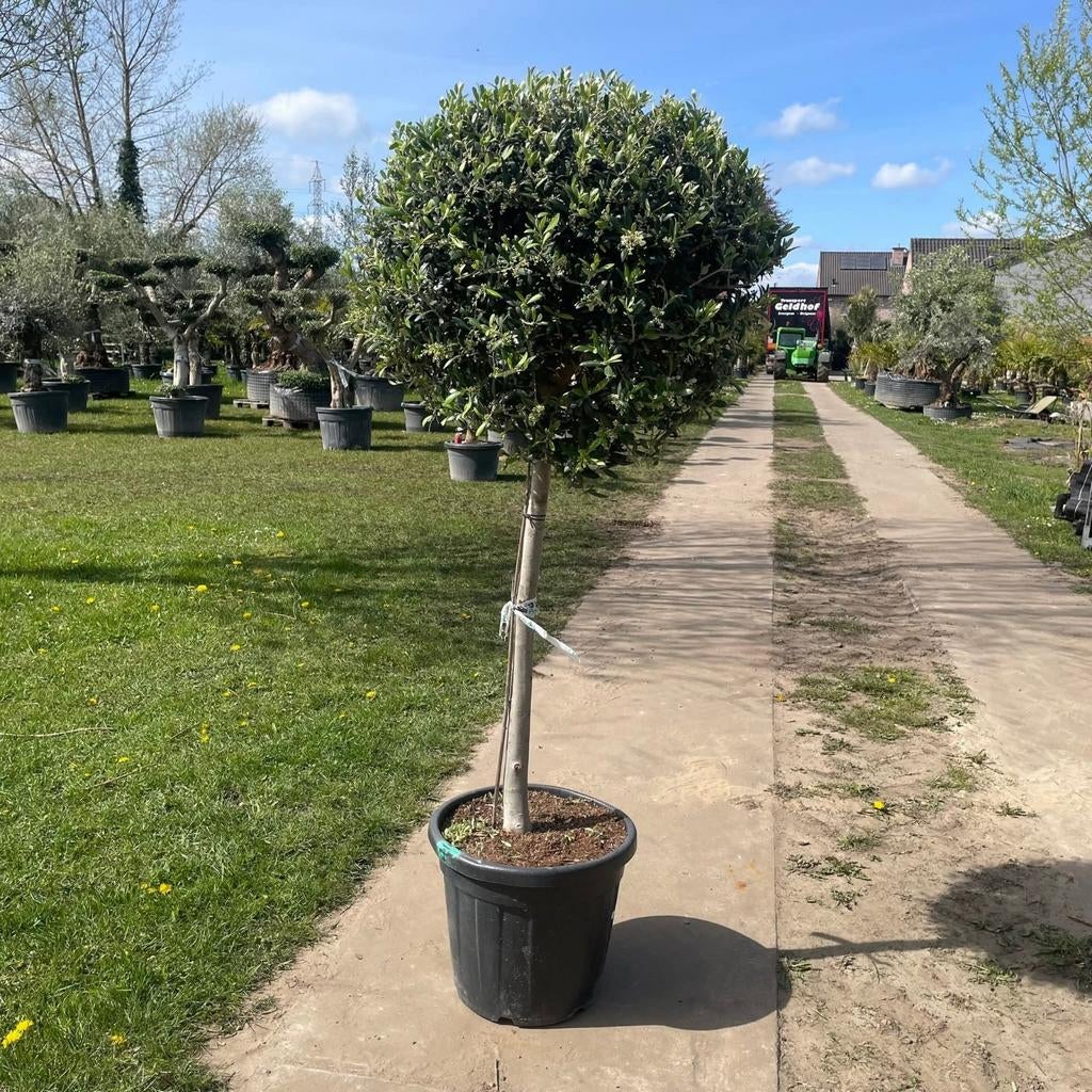 ‼️prachtige olijfbomen aan promoprijzen ‼️, Ophalen