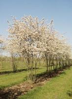 Amelanchier lamarckii, Tuin en Terras, Ophalen, Halfschaduw