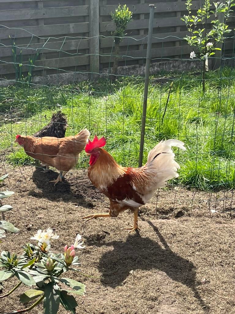 Jonge haan, Mâle, Poule ou poulet