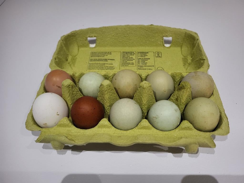 Broedeieren, marans, witte leghorn, araucana, olijflegger, Dieren en Toebehoren, Pluimvee | Toebehoren, Ophalen of Verzenden
