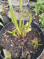 Tuinplanten, Tuin en Terras, Planten | Tuinplanten, Ophalen, Vaste plant, Overige soorten