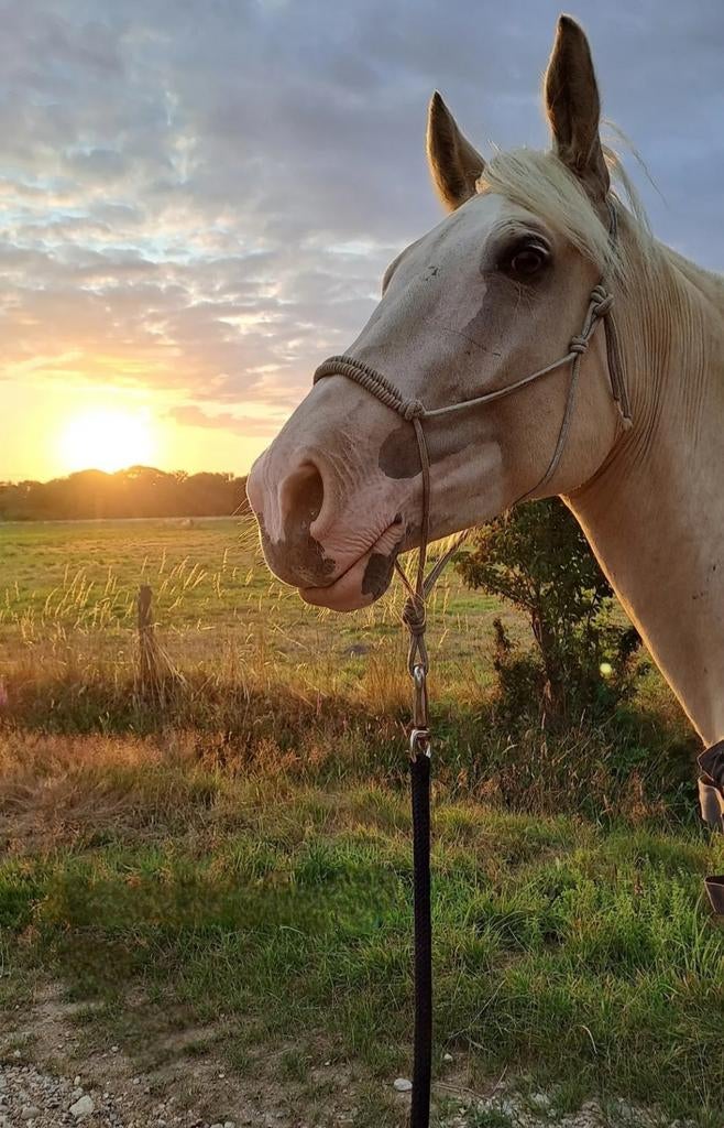 Palomino merrie met gouden hart, Vermifugé, Moins de 160 cm, Cheval de récréation, Jument