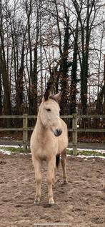 muiltje merrie jaarling, Dieren en Toebehoren, Paarden, Minder dan 160 cm, 0 tot 2 jaar, Onbeleerd, Recreatiepaard