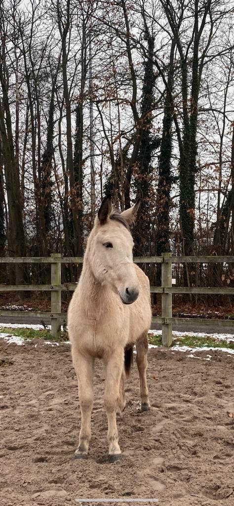 muilezel merrie jaarling, Animaux & Accessoires, Chevaux, Jument, Non dressé, Moins de 160 cm, 0 à 2 ans, Cheval de récréation