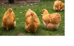 Foktoom Orpington Buff, Dieren en Toebehoren, Pluimvee, Kip
