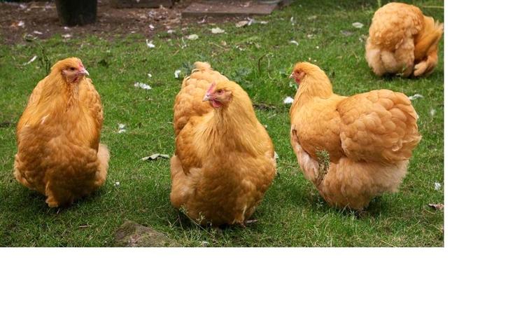 Foktoom Orpington Buff, Dieren en Toebehoren, Pluimvee, Kip