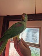 Grote Alexanderparkiet, Dieren en Toebehoren, Vogels | Parkieten en Papegaaien, Geringd