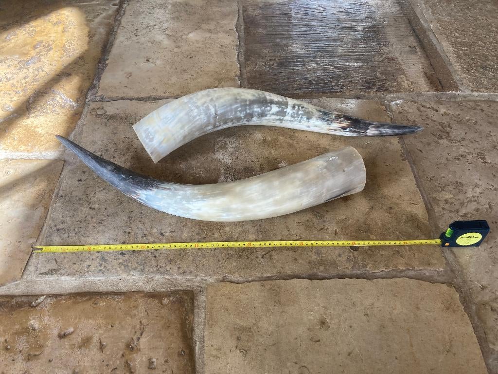 Grote decoratieve hoorns, Collections, Collections Animaux, Enlèvement ou Envoi, Autres, Bois ou Tête