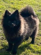 Male spitz allemand, 15 semaines à 1 an, Chien (mâle), Belgique, Éleveur | Professionnel