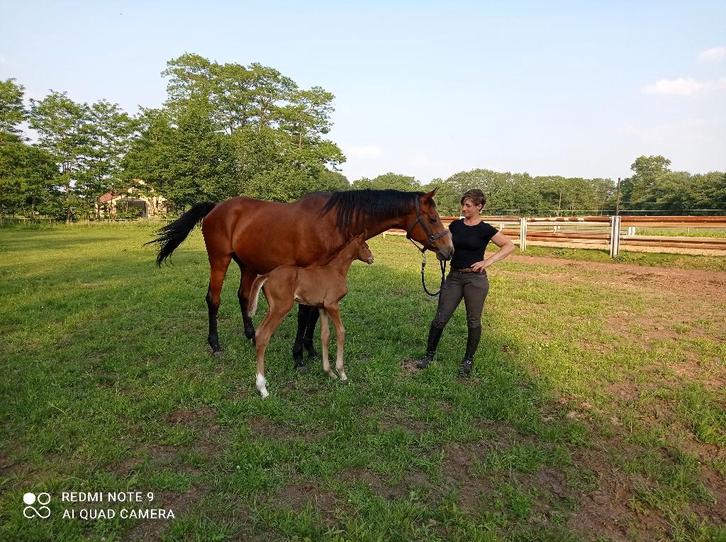Kweek merrie te koop, Animaux & Accessoires, Chevaux, Jument, L, 165 à 170 cm, 11 ans ou plus, Cheval de récréation, Avec pedigree