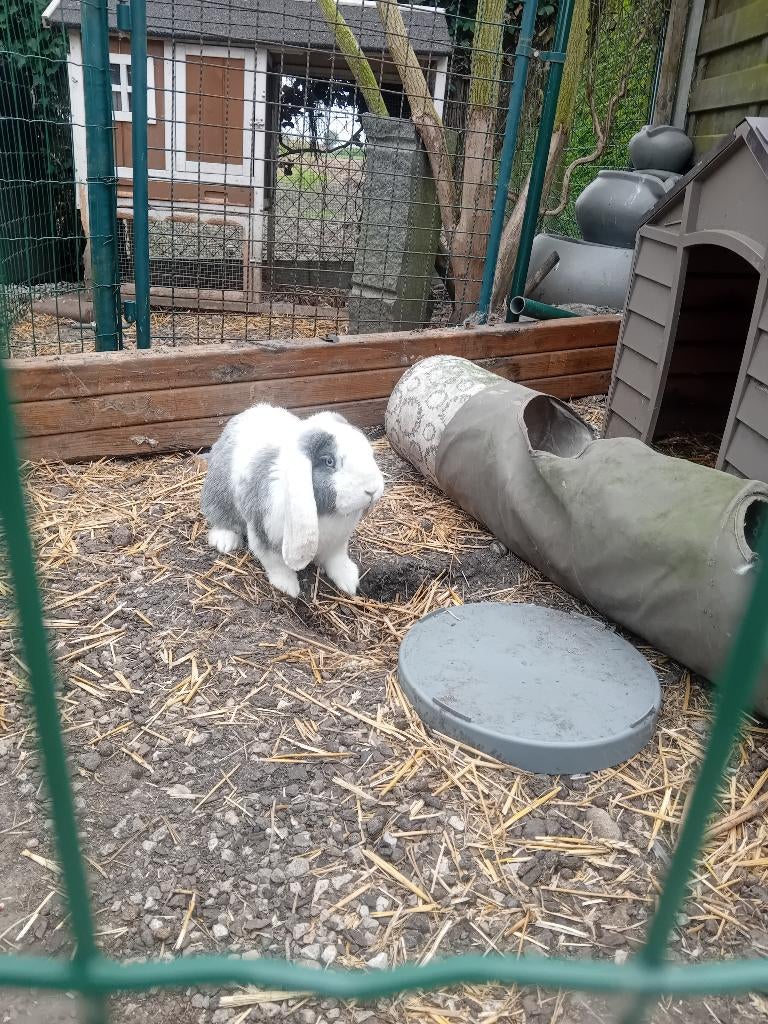 Franse hangoor, Dieren en Toebehoren, Konijnen, Mannelijk, Groot, Hangoor, 0 tot 2 jaar