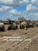 Taxus baccata kluitplanten, Tuin en Terras, Ophalen, Taxus, Haag, 100 tot 250 cm