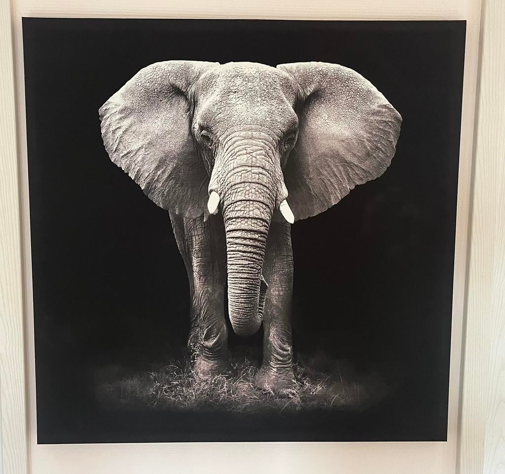 Cadre éléphant, 75 cm ou plus, Enlèvement, Utilisé, Autres types