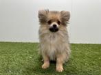Pomeriaan pups, Dieren en Toebehoren, België, Keeshond, 8 tot 15 weken, Parvo