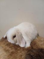 Minilop bruin siam, Dieren en Toebehoren, Vrouwelijk, Dwerg, Hangoor, 0 tot 2 jaar