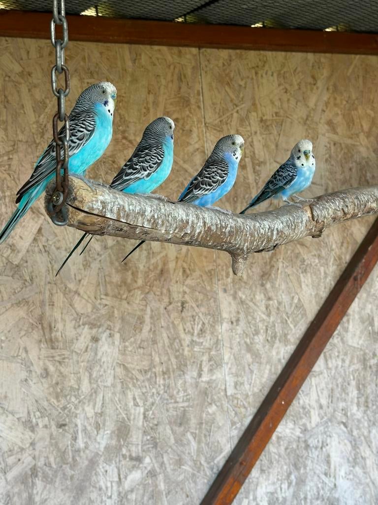 Grasparkieten te koop, Dieren en Toebehoren