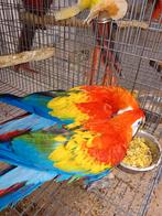 geelvleugel ara's koppel +, Dieren en Toebehoren, Meerdere dieren, Papegaai, Geringd