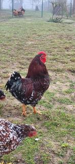 Te koop: Broedeieren Wyndotte/Ancona krielen, Dieren en Toebehoren, Pluimvee, Geslacht onbekend, Kip