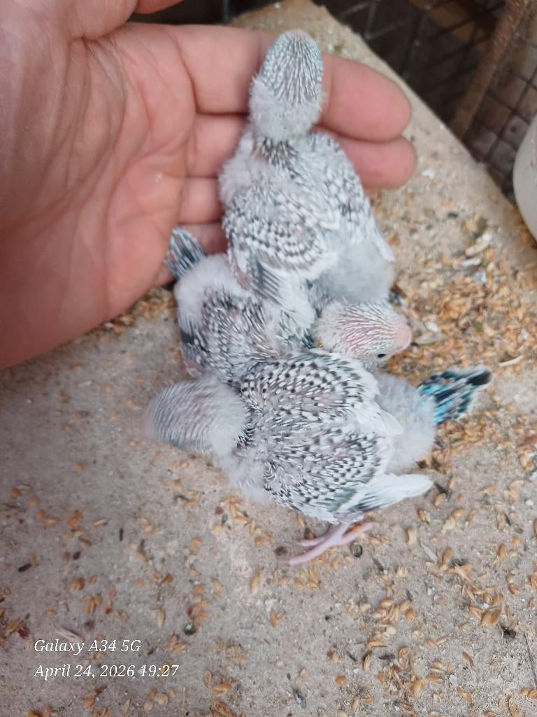 Grasparkieten baby voor handopfok, Parkiet, Tam