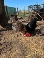 Jeune coq printemps 2025, Animaux & Accessoires