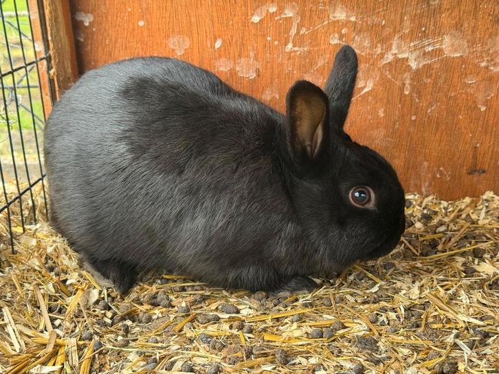 Dwergkonijntjes, Dieren en Toebehoren, Konijnen, Dwerg, Meerdere dieren, 0 tot 2 jaar