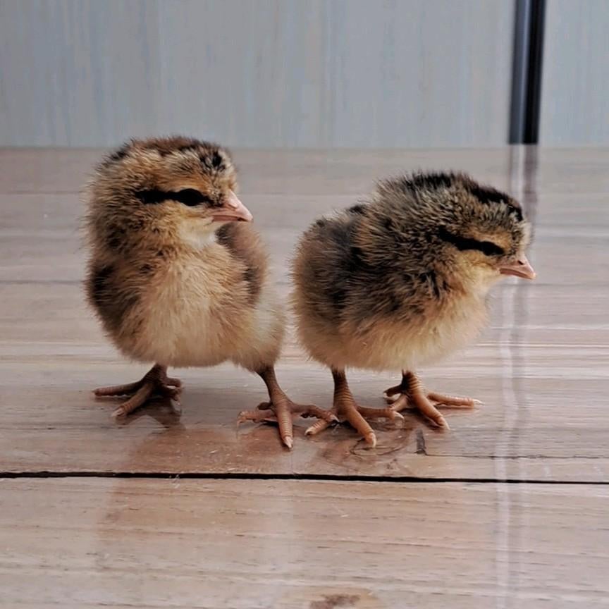 Cream legbar raszuivere hennenkuikens