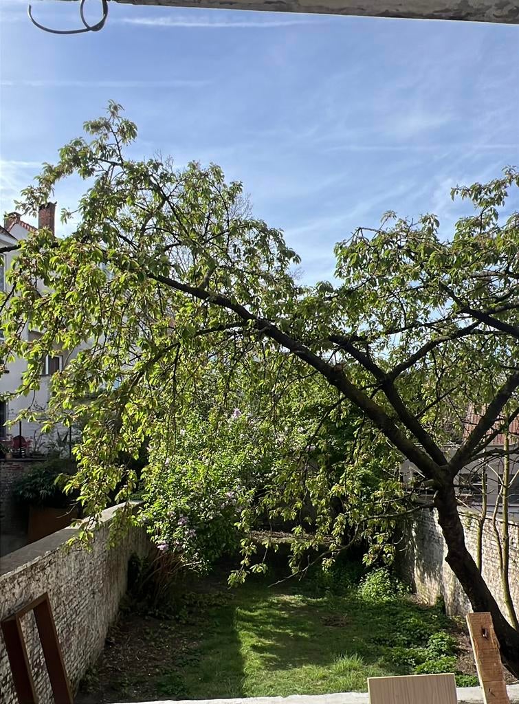 Colocation Schaerbeek