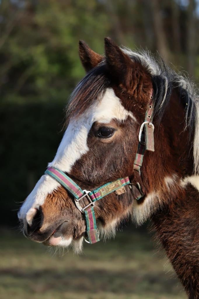 Bonte jaarling hengst, Animaux & Accessoires, Poneys, Vermifugé, Poney de récréation, Étalon, 0 à 2 ans