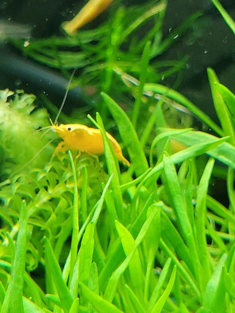 Hobbyaquarium  Citroen garnalen backstripe High grade, Dieren en Toebehoren, Kreeft, Krab of Garnaal, Zoetwatervis, Schoolvis