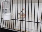 Zebravinken
Jonge te koop, Dieren en Toebehoren, Vogels | Overige Vogels, Meerdere dieren, Tropenvogel, Geringd