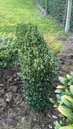 Buxus haagje, Tuin en Terras, Planten | Struiken en Hagen, Ophalen, Buxus, Haag, Minder dan 100 cm