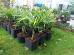 Trachycarpus palmplanten, Enlèvement