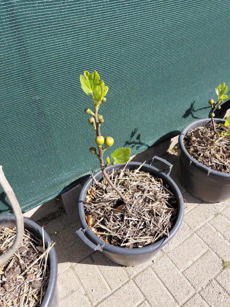 vijgeboom, Jardin & Terrasse, Plantes | Arbres fruitiers, Figuier, En pot, Plein soleil, Moins de 100 cm