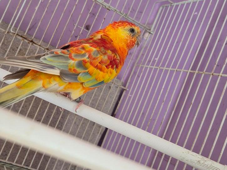 Oiseau a vendre lot ou par piece, Animaux & Accessoires, Oiseaux | Perruches & Perroquets, Perruche