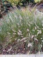 Lampenpoetsersgras GRATIS, Enlèvement, Plein soleil