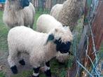 Agnelle nez noir du Valais, Femelle, Mouton, 0 à 2 ans