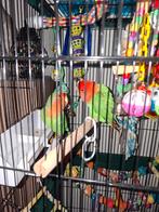 Lovebirds te koop, Dieren en Toebehoren, Meerdere dieren, Dwergpapegaai of Agapornis, Geringd