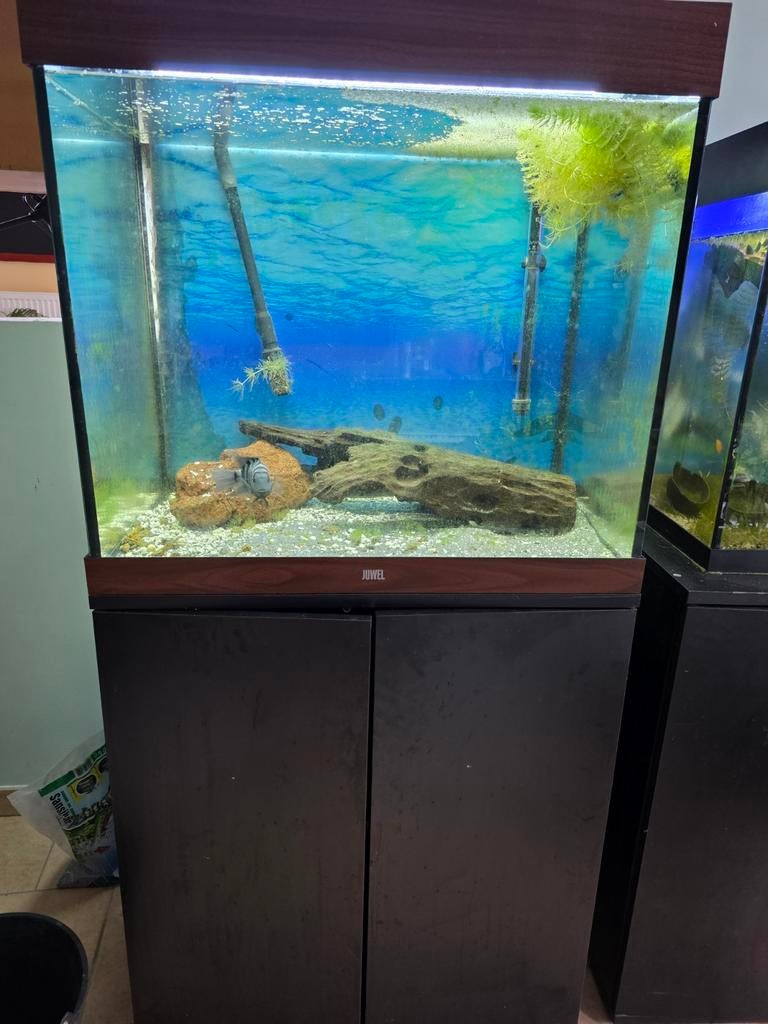 Aquarium 240L avec meuble, Ophalen, Verwarming