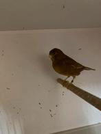 Bruine kanaries, Dieren en Toebehoren, Vogels | Overige Vogels