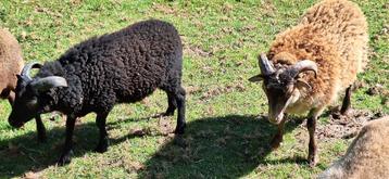 2 Ouessant Ram lammeren beschikbaar voor biedingen